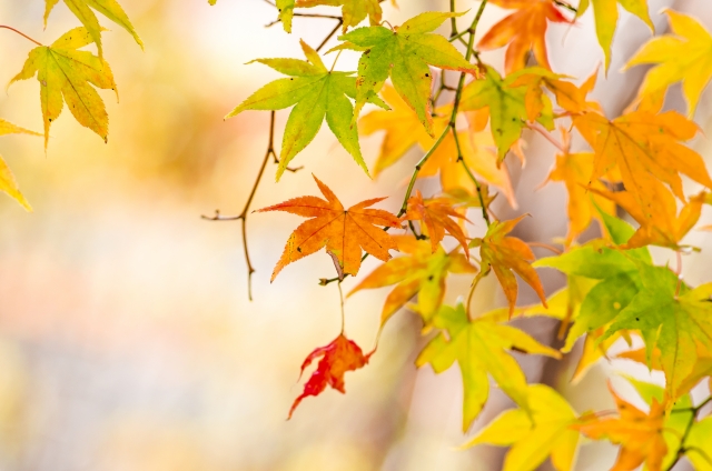 紅葉の美しさを表現する言葉6選 名木紅葉や谿紅葉を愛でる秋 言葉の庭