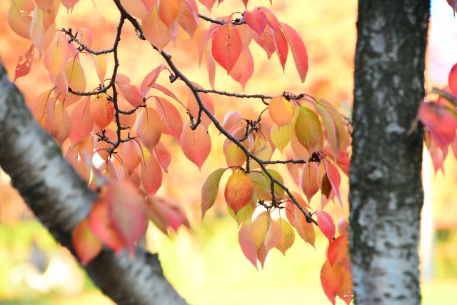 紅葉する植物の言葉９選 桜紅葉や柿紅葉 和の情緒を感じる秋 言葉の庭