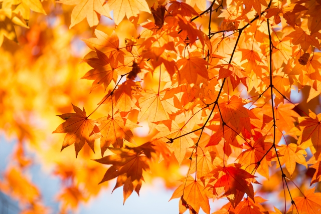 秋にまつわる言葉13選 薄紅葉や菊日和 和の情緒を味わう言葉 言葉の庭