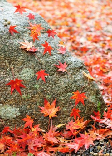 紅葉の美しさを表現する言葉6選 名木紅葉や谿紅葉を愛でる秋 言葉の庭