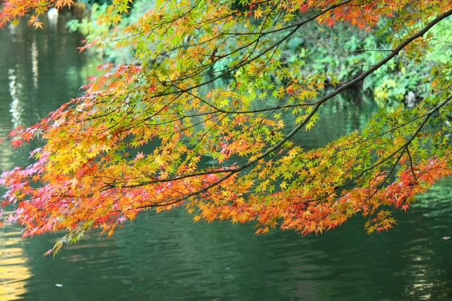 秋にまつわる言葉13選 薄紅葉や菊日和 和の情緒を味わう言葉 言葉の庭